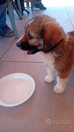 Cuccioli taglia L