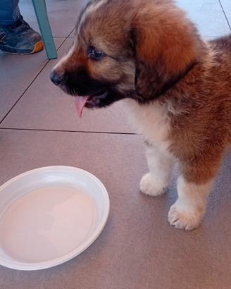 Cuccioli taglia L