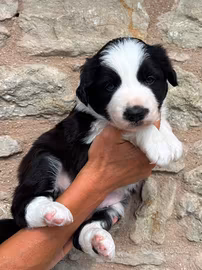 Border collie