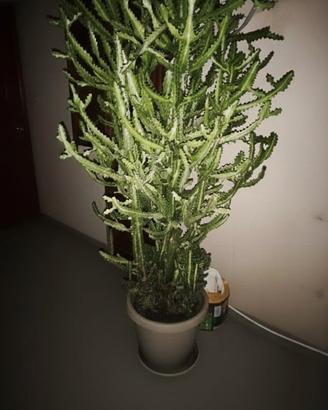  Pianta Euphorbia lactea

