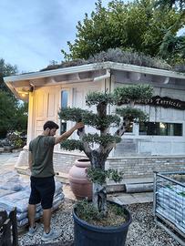 Pianta olivo bonsai altezza 200/220 cm