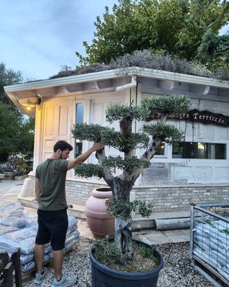 Pianta olivo bonsai altezza 200/220 cm