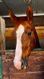 Quarter horse