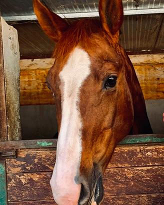 Quarter horse