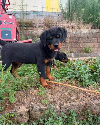 Cucciole di rottweiler