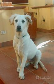 Cucciolo pastore Maremmano