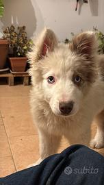 Incrocio border collie - Pastore australiano
