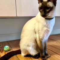 Gatte siamesi coppia