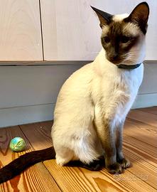 Gatte siamesi coppia