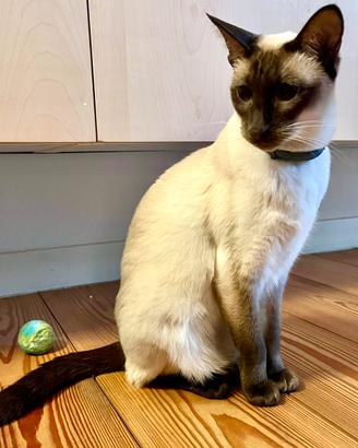 Gatte siamesi coppia