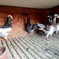 Piccioni viaggiatori tedeschi