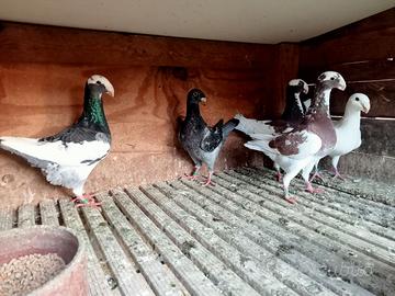 Piccioni viaggiatori tedeschi