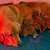 Golden Retriever Linea Americana