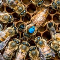 Famiglie api nuclei sciami apicoltura miele ape