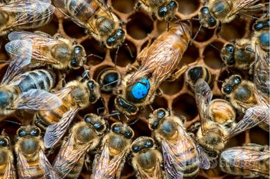 Famiglie api nuclei sciami apicoltura miele ape