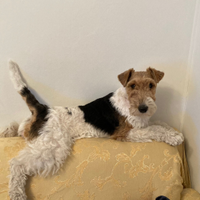 Cucciolata di Fox terrier