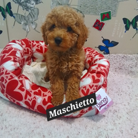 Barboncino maschio 3 mesi