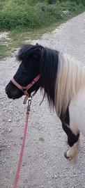 Pony castrato pezzato