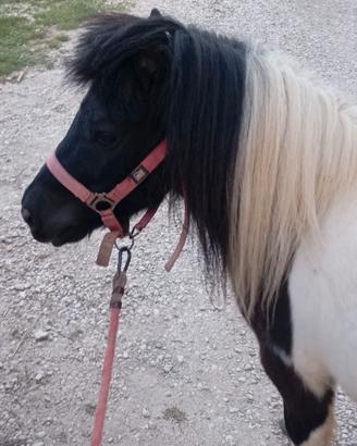 Pony castrato pezzato