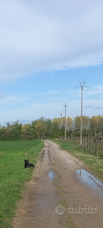 Terreno agricolo