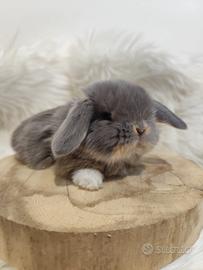 Mini Lop