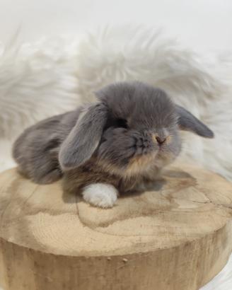 Mini Lop