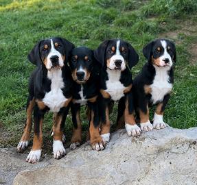 Ultimi cuccioli grande bovaro svizzero