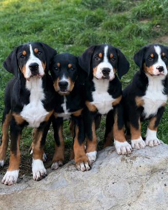 Ultimi cuccioli grande bovaro svizzero