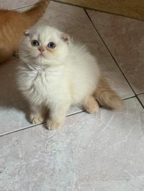Scottish Fold