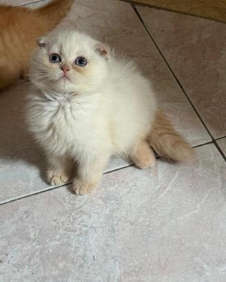 Scottish Fold