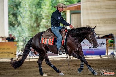 Quarter horse da reining