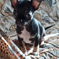 Cucciolo Chihuahua