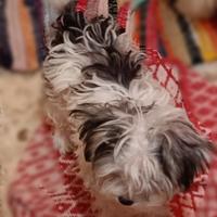 Morkie Toy, da BORSETTA maschio b/nero 10 mesi