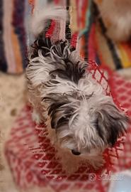 Morkie Toy, da BORSETTA maschio b/nero 10 mesi