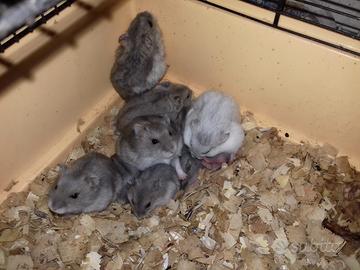 Criceti Russi, Europei e Roborowsky