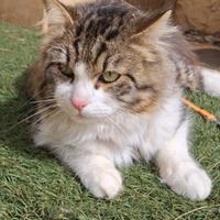 Artù gatto 1 anno