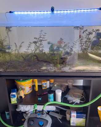 acquario
