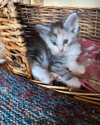 Cucciole di gatto Norvegese delle foreste