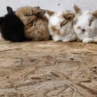 Cuccioli di miniloop