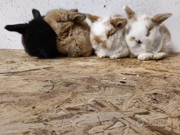 Cuccioli di miniloop