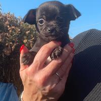 Cucciola chihuahua nera