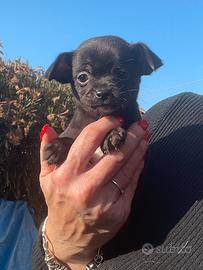 Cucciola chihuahua nera
