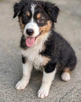 Cuccioli di pastore australiano