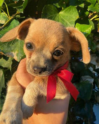 Cuccioli di chihuahua pincher
