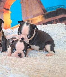 Boston Terrier