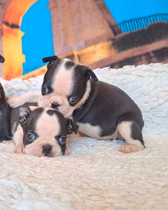 Boston Terrier
