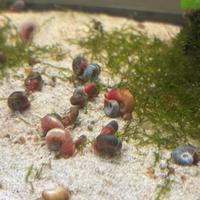 Planorbarius rossi e blu