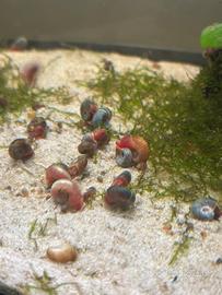 Planorbarius rossi e blu
