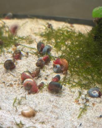 Planorbarius rossi e blu