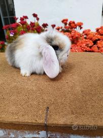 Coniglio nano ariete